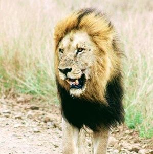 Meet your Posher, Darlene